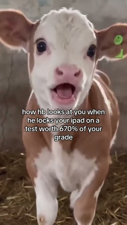 Shaking head trend: the calf rocks its head side to side and grins, how hb looks at you meme