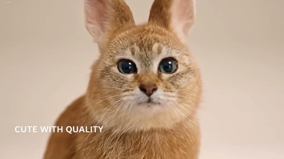 Mei Mei cat AI: a ginger cat with long rabbit ears hops through the Pro Max launch and its line-up